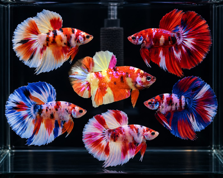 Male Candy Koi Betta Siamese Fighting Fish